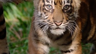 You're Gonna Flip Your Fucking Lid Over the San Diego Zoo's New Tiger Cubs